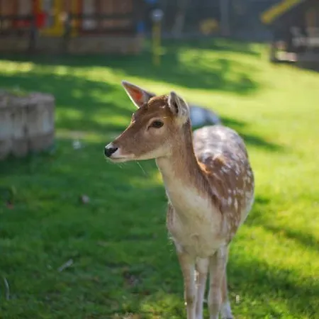 Курортный комплекс Te'dreri - Llogora Tourist Village